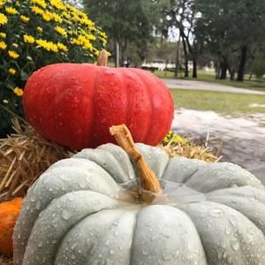 Meet your Posher, Monica